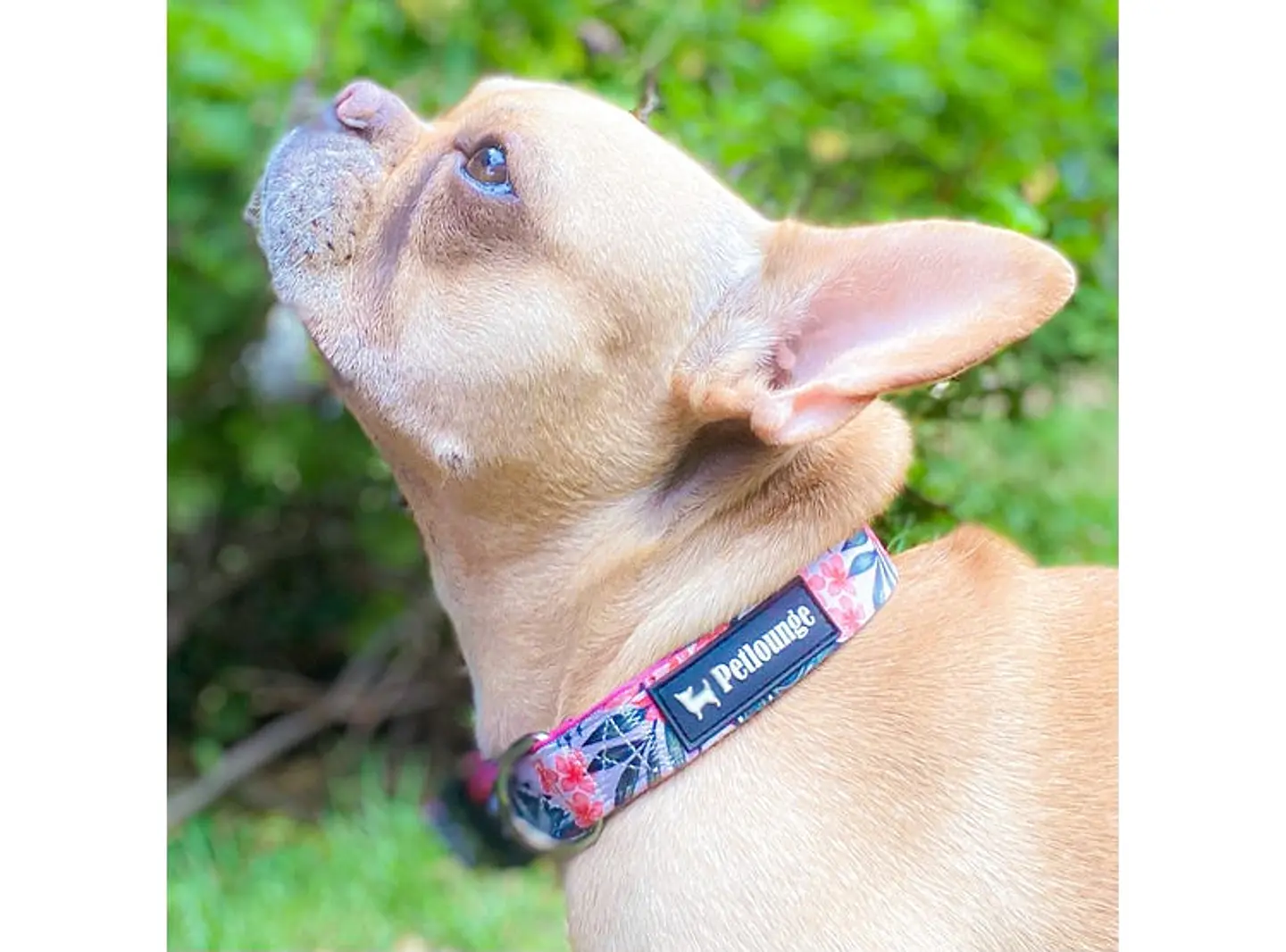 Collar - Flower Power 4