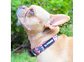 Collar - Flower Power - Miniatura 4