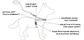 Ezydog Arnes Quick Fit  - Miniatura 5