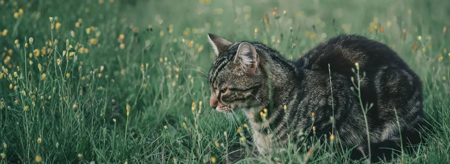 <div><br></div><div><br></div>Medicina holística veterinaria