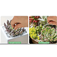 Kit Mini Herramientas Plantas Jardinería Suculentas 15piezas - Miniatura 5