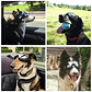 Gafas De Sol Para Perro Anti-uv Protector De Ojos Ajustable - Miniatura 6