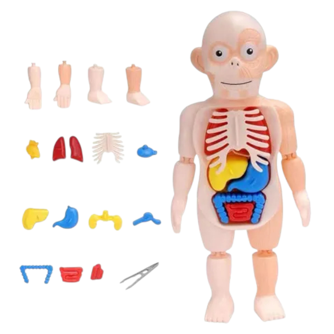 Modelo Anatómico Cuerpo Humano Armable Juguete Científico 1