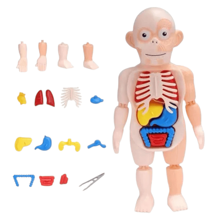 Modelo Anatómico Cuerpo Humano Armable Juguete Científico 1