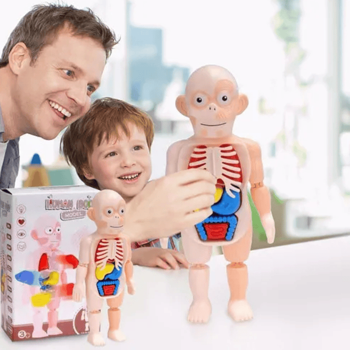 Modelo Anatómico Cuerpo Humano Armable Juguete Científico 2