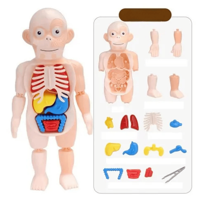 Modelo Anatómico Cuerpo Humano Armable Juguete Científico 3