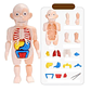 Modelo Anatómico Cuerpo Humano Armable Juguete Científico - Miniatura 3