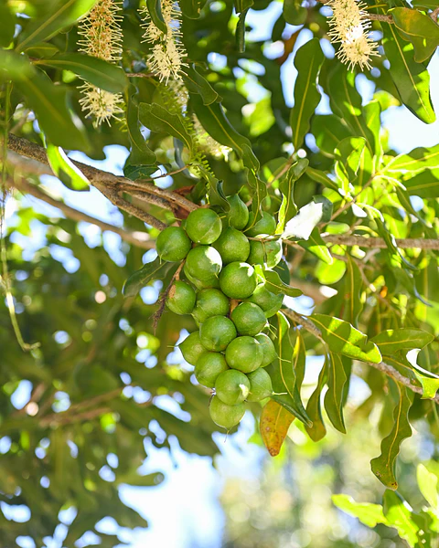 Aceite de Macadamia 500 ml