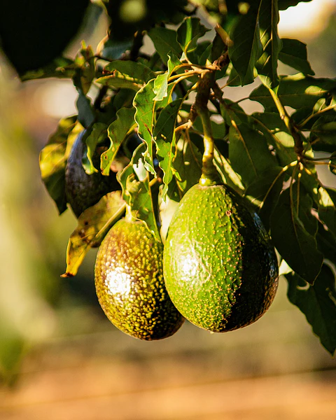 Aceite de Palta 250 ml