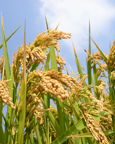 Aceite de Arroz 250 ml