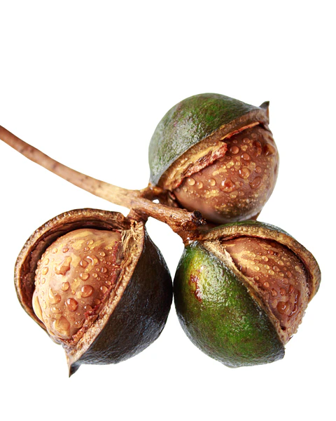 Aceite de Macadamia 100 ml