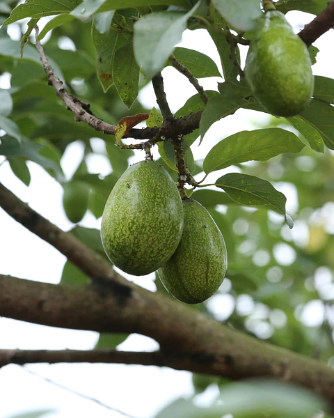 Aceite de Palta 100 ml
