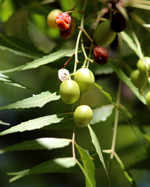 Aceite de Neem Orgánico 100 ml