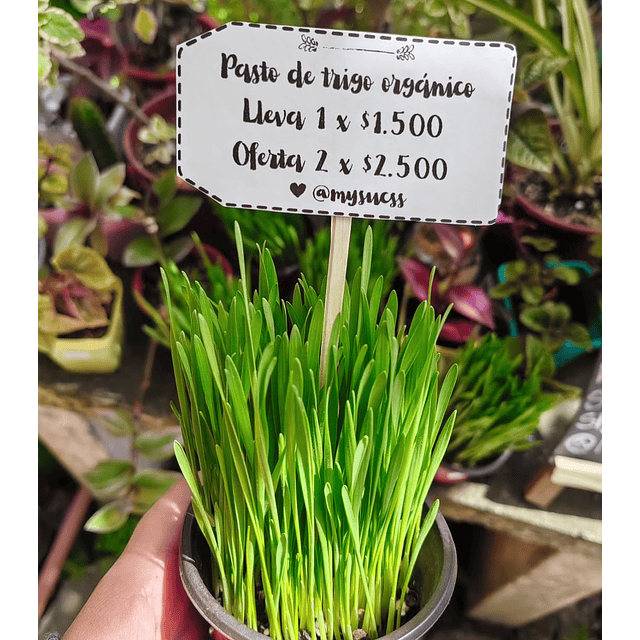 Pasto Fresco de Trigo Orgánico 