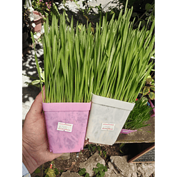 Pasto Fresco de Trigo Orgánico 