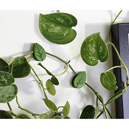 Clip de Fijación Hojitas 5 Unidades