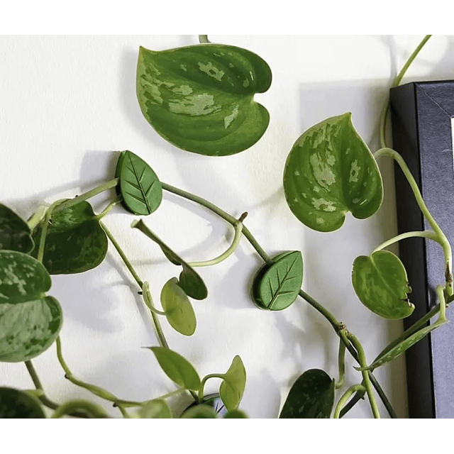 Clip de Fijación Hojitas 5 Unidades