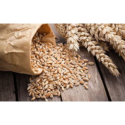 Semillas Trigo Orgánico Hierba Gatera