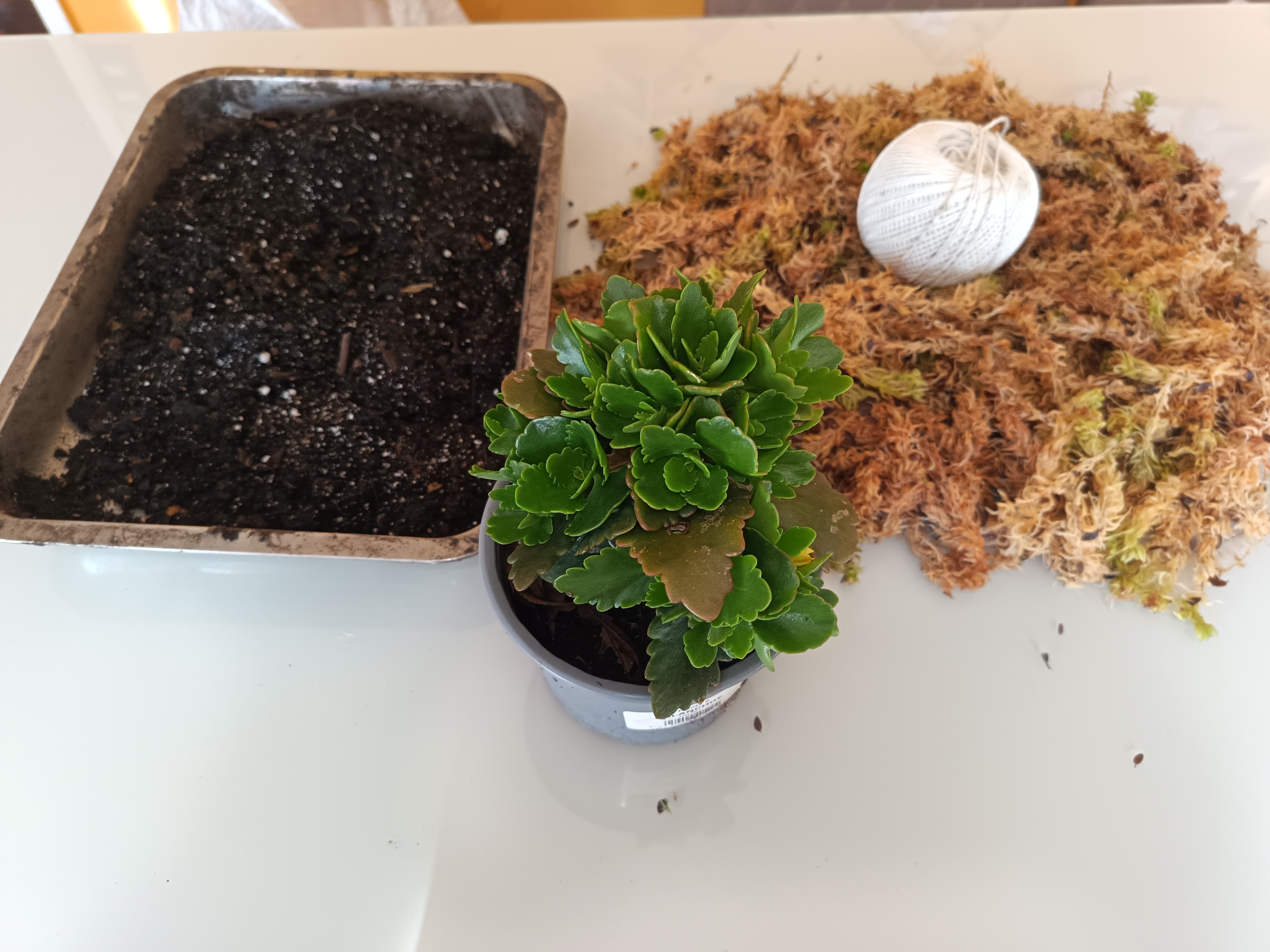 Taller Kokedama desde Cero: Conecta con la Naturaleza | Con Miriam | Sábado 5