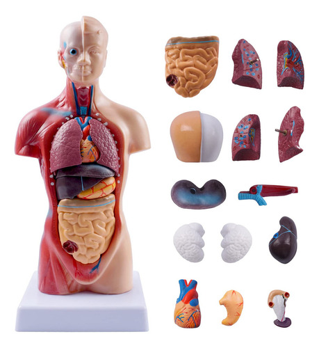 Torso 28 Cm