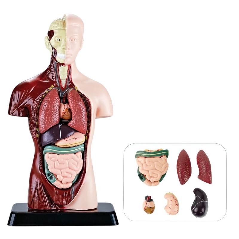 Torso 24 Cm