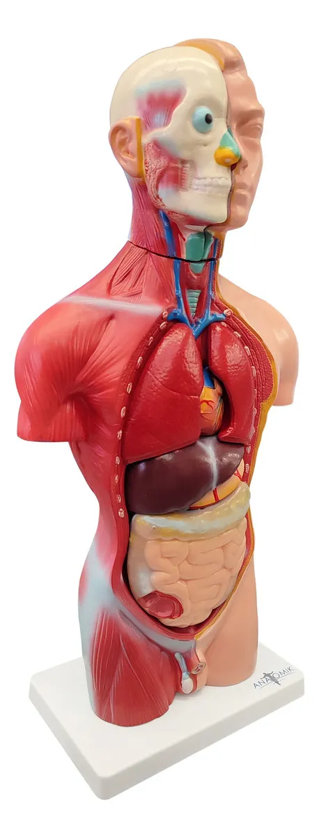 Torso 42 Cm