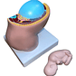 Embarazo Feto Modelo Anatómico Pelvis Útero Mini 9 Meses - Miniatura 2