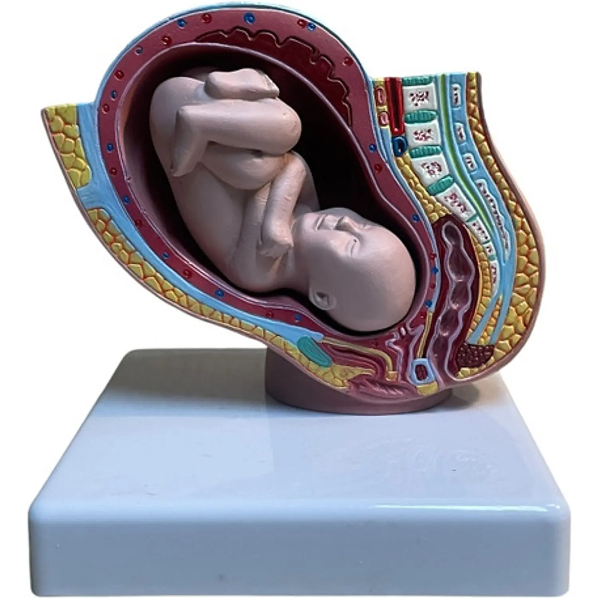 Embarazo Feto Modelo Anatómico Pelvis Útero Mini 9 Meses 1