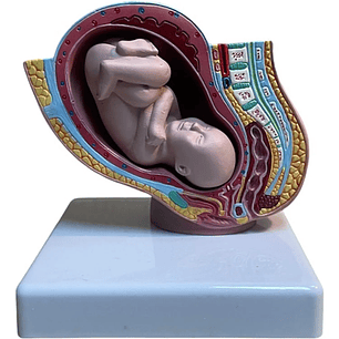 Embarazo Feto Modelo Anatómico Pelvis Útero Mini 9 Meses