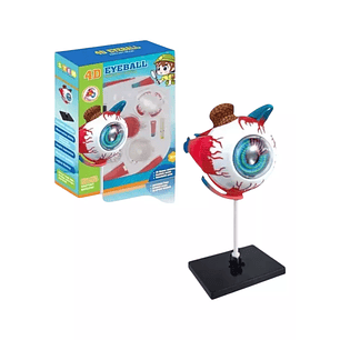 Maqueta Ojo Anatomia