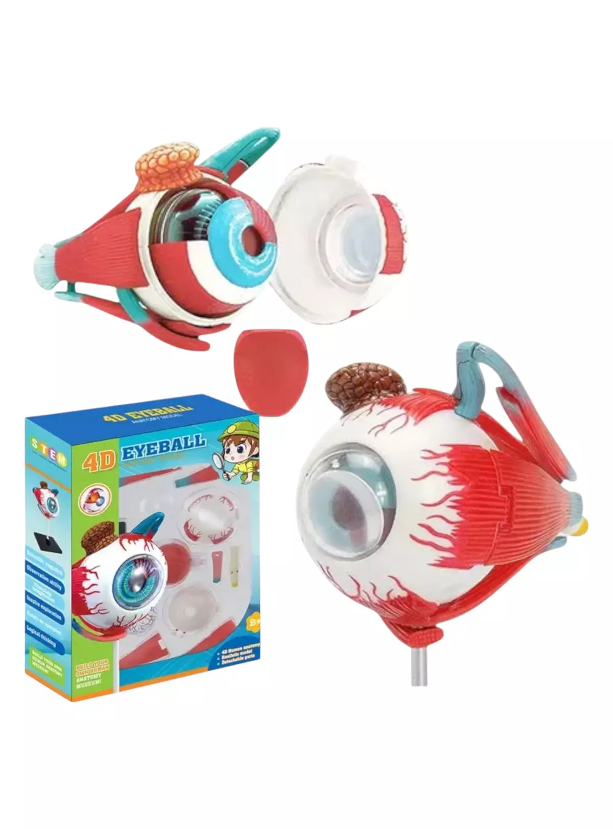 Maqueta Ojo Anatomia