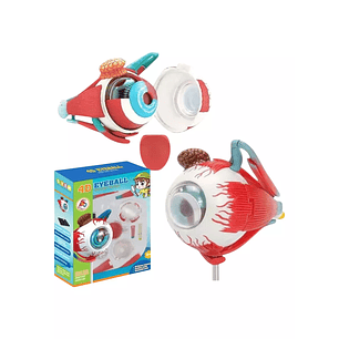 Maqueta Ojo Anatomia