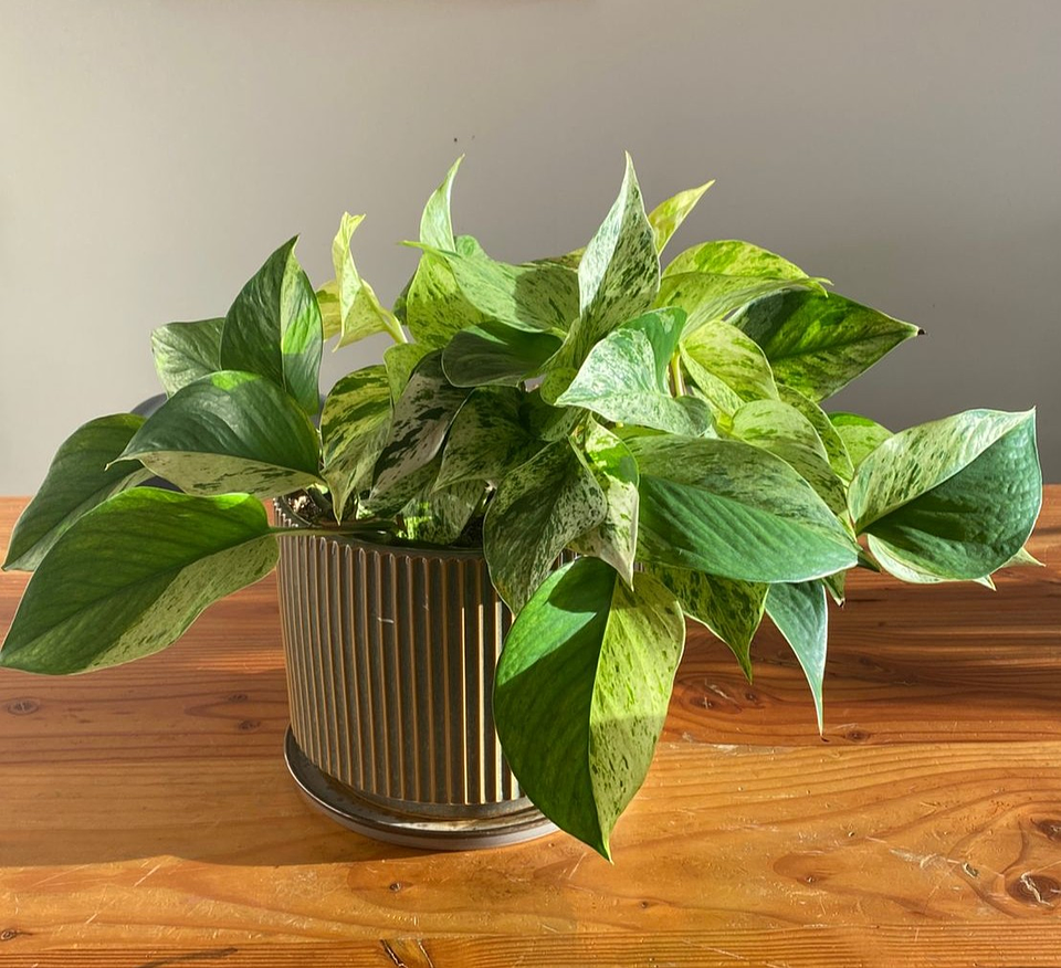 Pothus marble queen 1