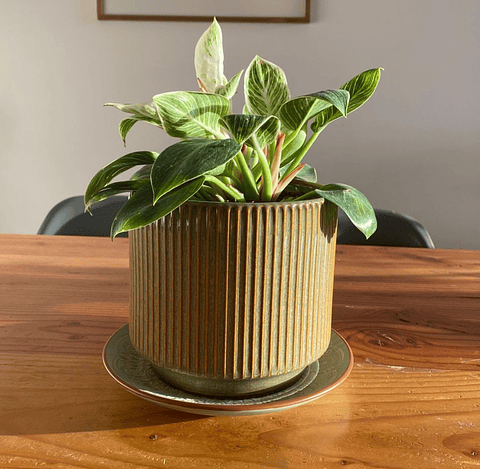 Philodendron birkin con macetero 