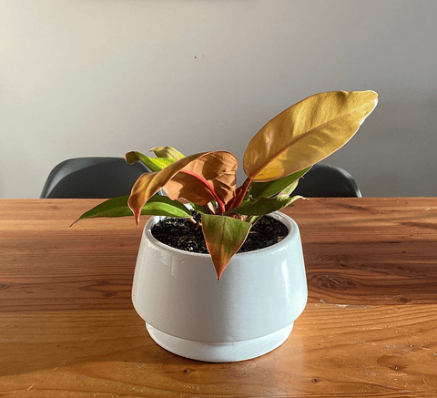 Philodendron prince of orange