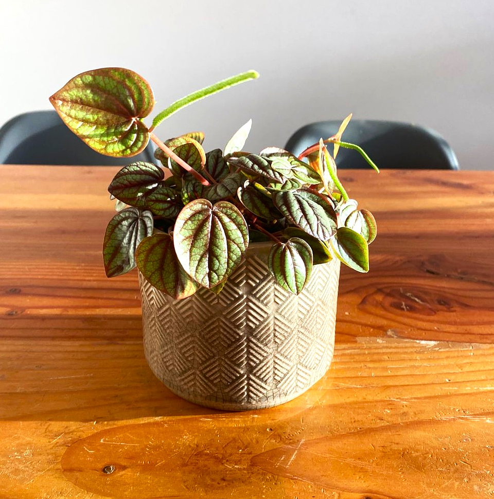 Peperomia caperata var. napoli 1