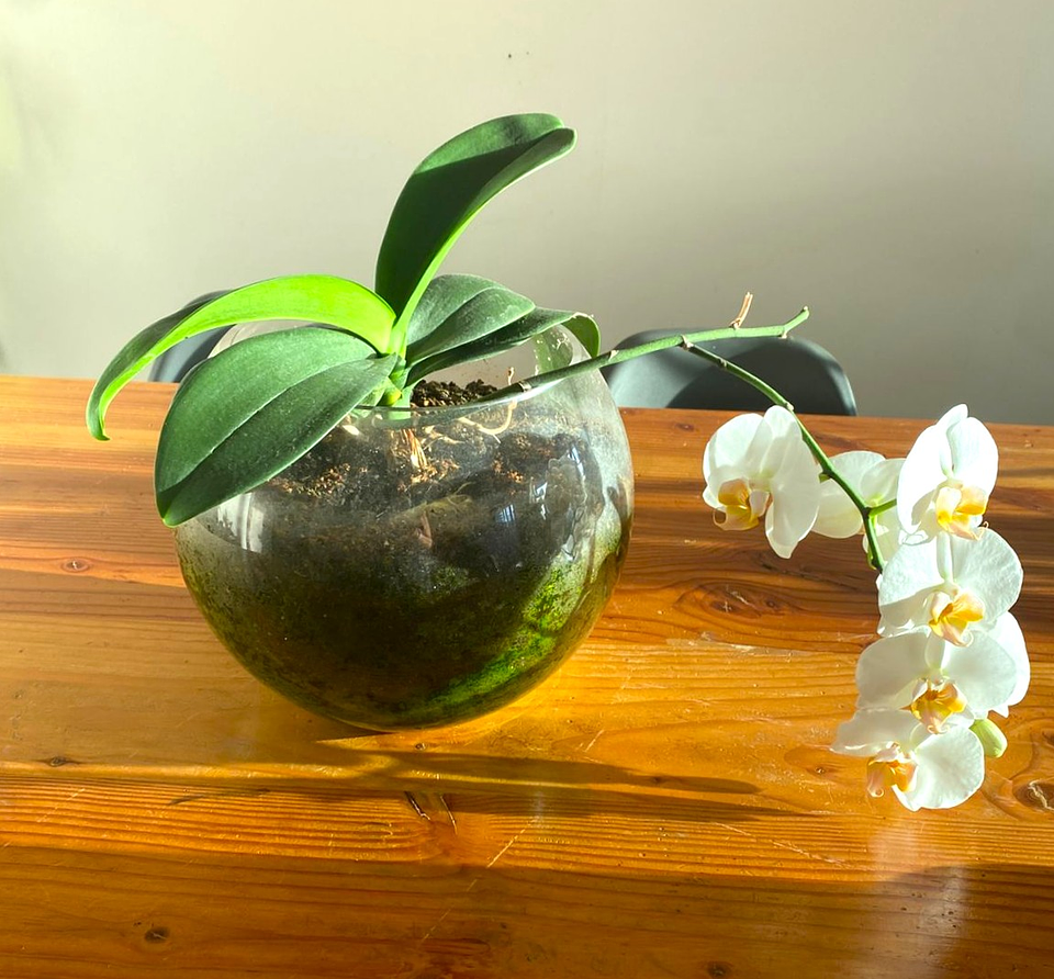 Phalaenopsis blanca u orquídea mariposa 1