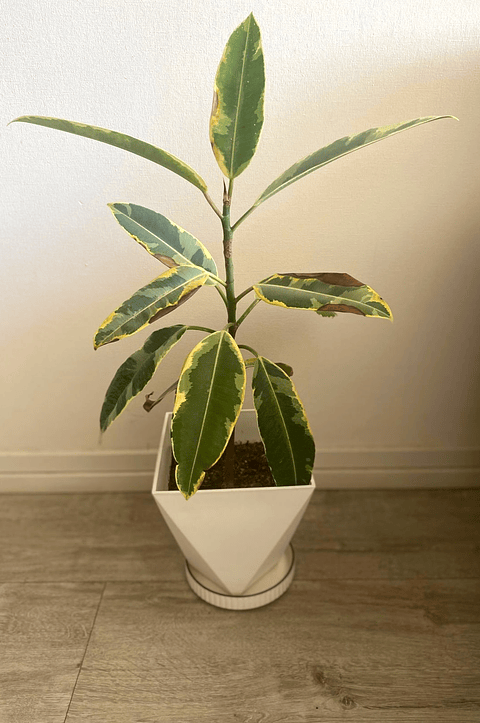 Ficus elastica var tineke