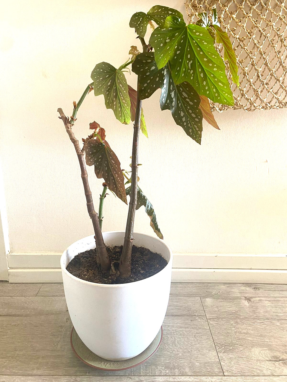 Begonia maculata – Begonia Alas de Ángel 1