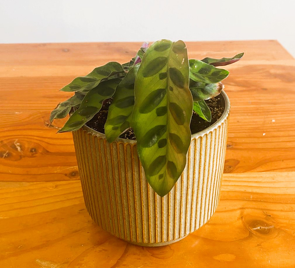 Calathea lancifolia – Calathea Rattlesnake 1