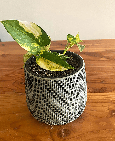 Pothus variegado - Epipremnum aureum