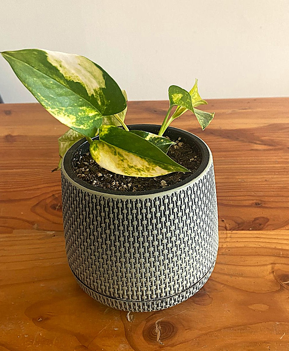 Pothus variegado - Epipremnum aureum 1