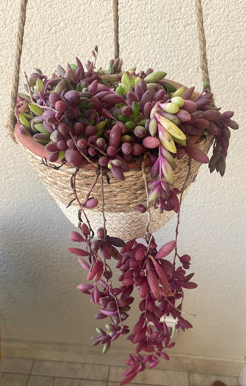 Crassula ovata - Lágrimas de Rubí 