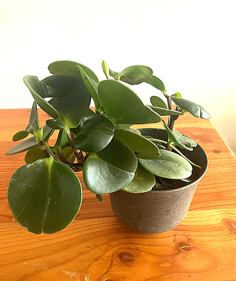 Peperomia Obtusifolia 