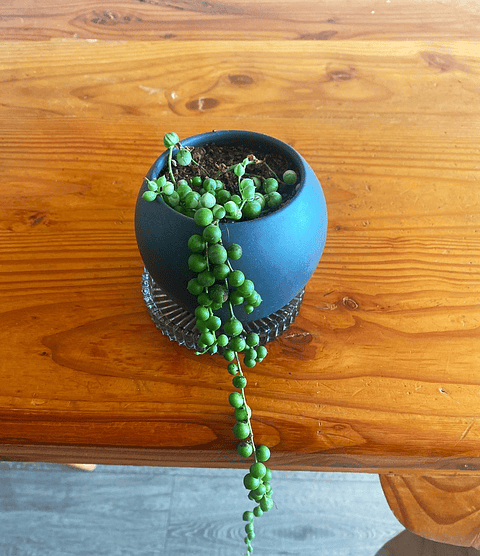 Rosario variegado - Senecio rowleyanus variegata