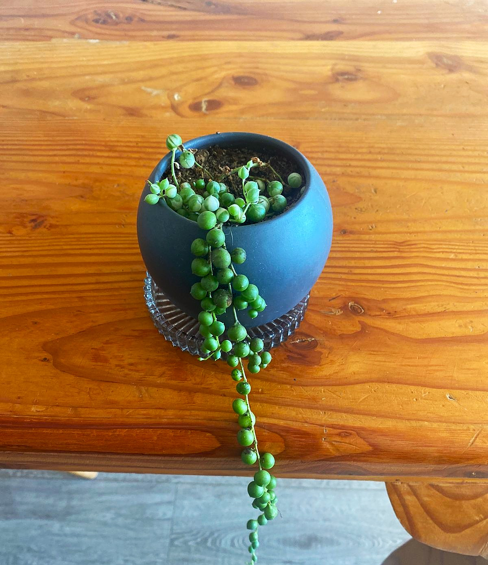 Rosario variegado - Senecio rowleyanus variegata 1