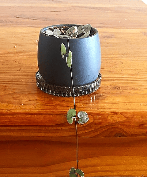 Ceropegia woodii variegata - Rosario de corazones variegado