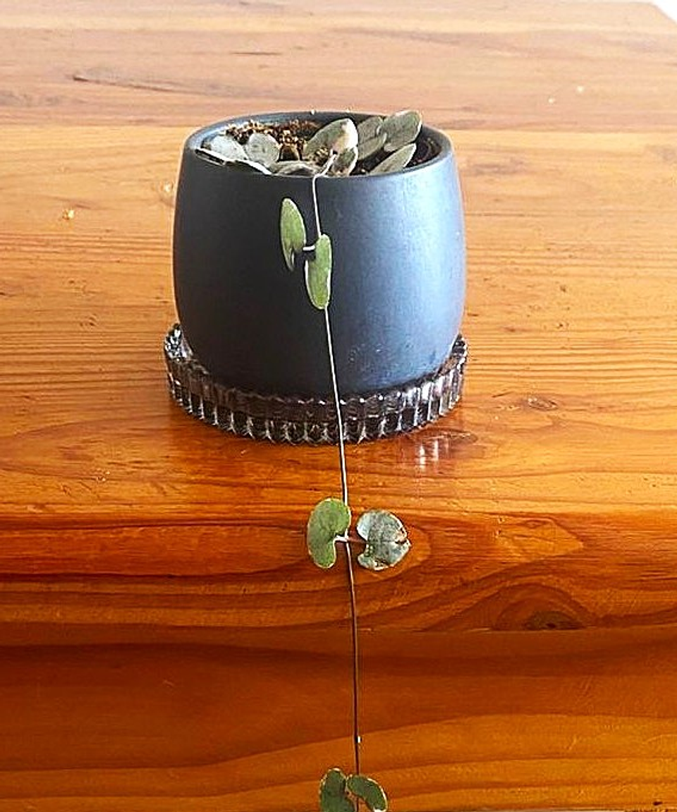 Ceropegia woodii variegata - Rosario de corazones variegado 1