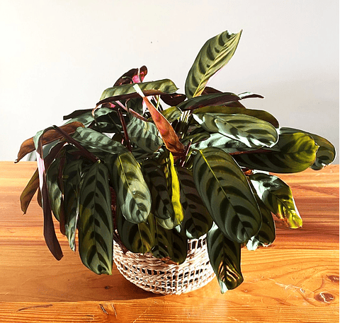 Calathea burle-marxii