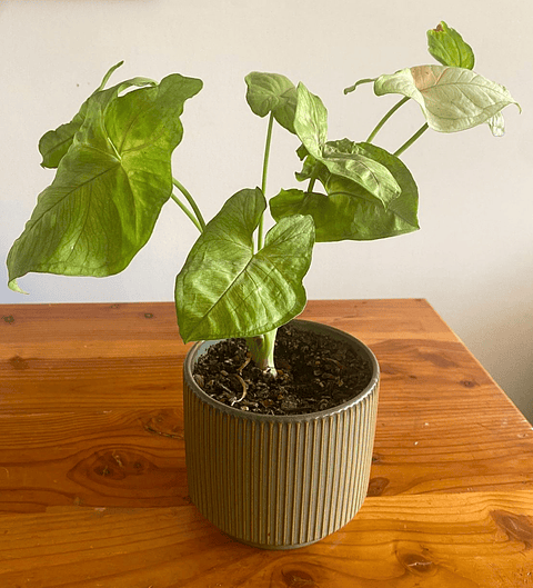 Syngonium golden allusion